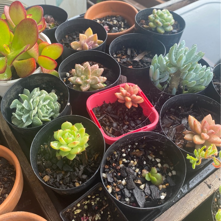 plant image 1367130