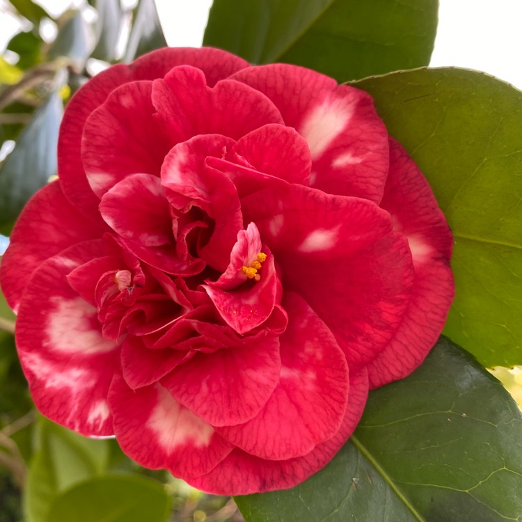 Plant image Camellia japonica 'General Colletti'