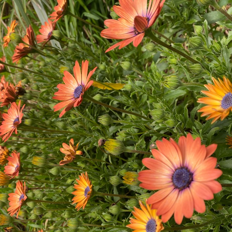 Plant image Osteospermum ecklonis 'Serenity Bronze'