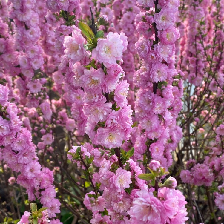 Plant image Prunus triloba 'Multiplex'