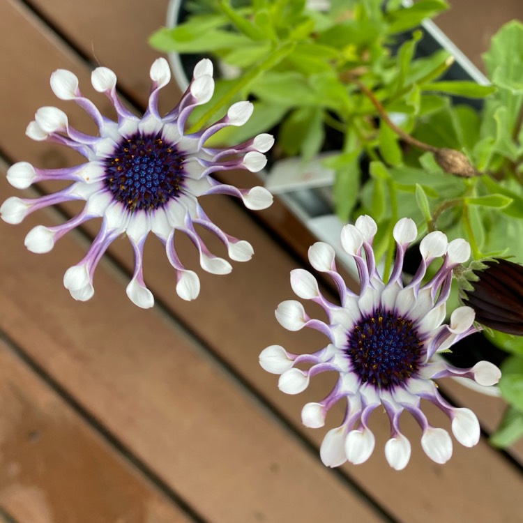 Plant image Osteospermum 'Margarita White Spoon'