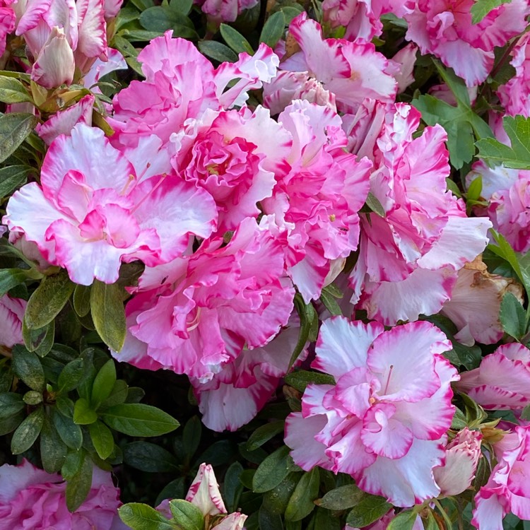 plant image 1406850