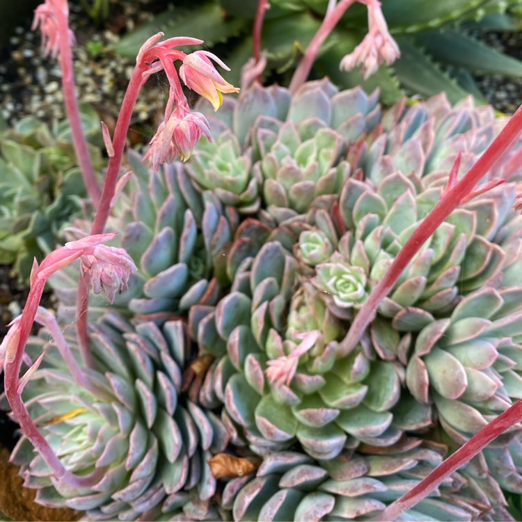 plant image 1409976