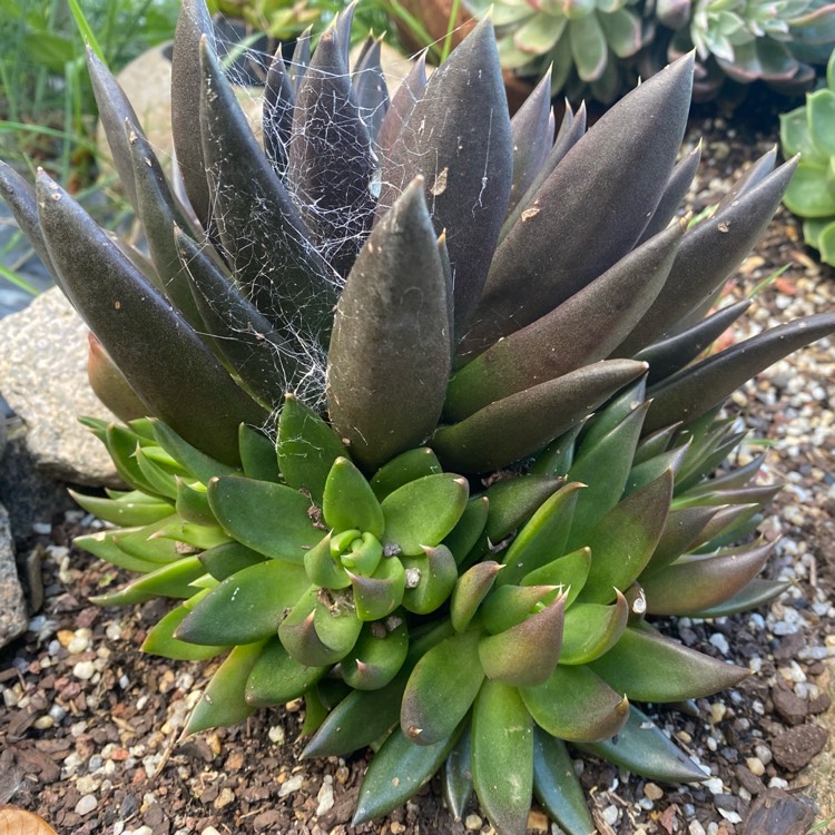 plant image 1409980