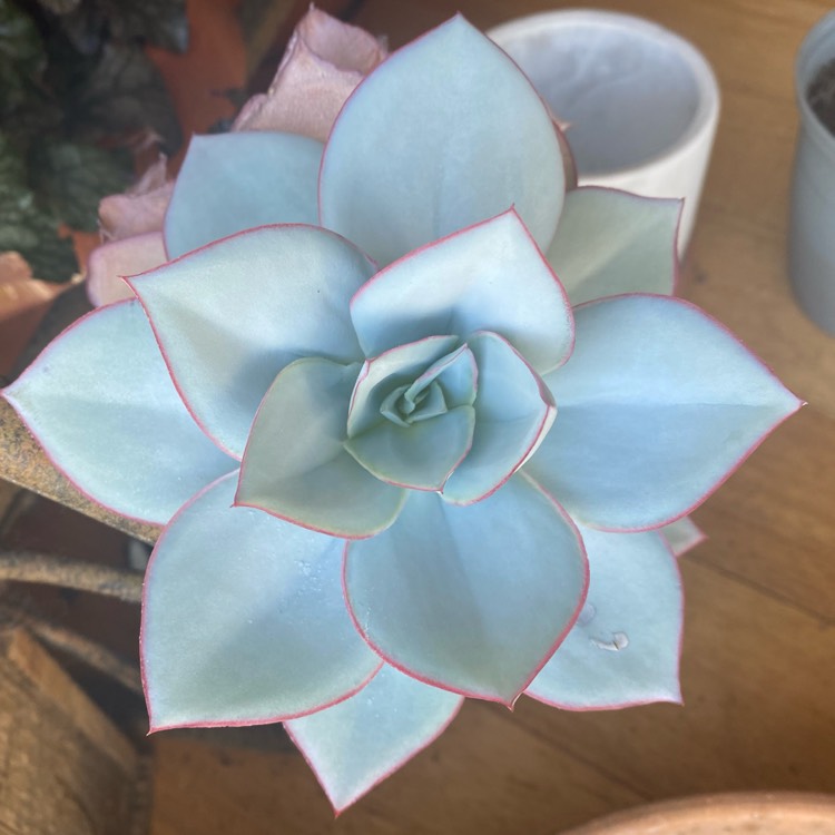 Plant image Echeveria Cante