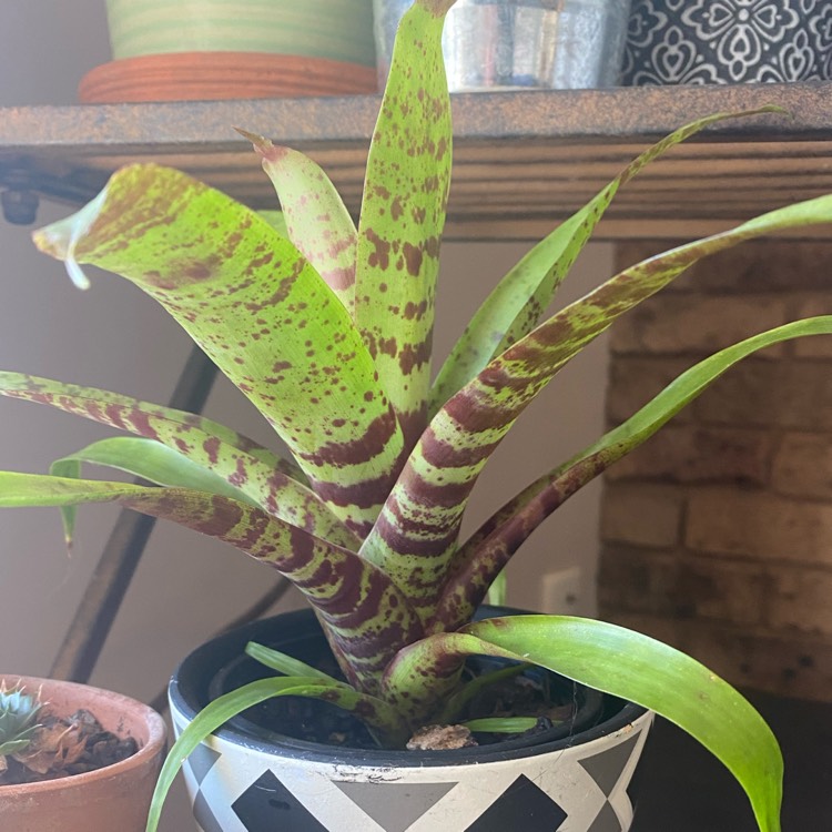 Plant image Neoregelia Pixie Cat