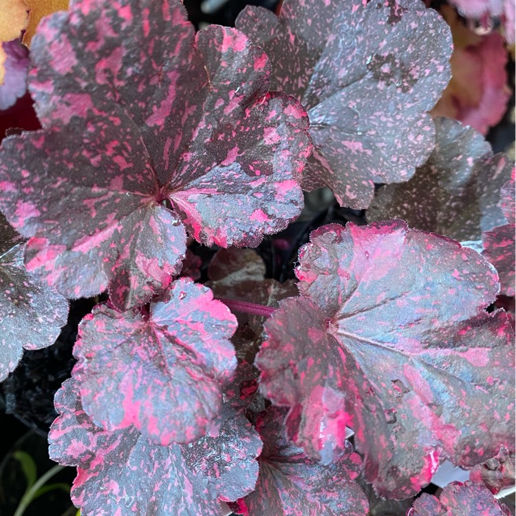 Plant image Heuchera 'Midnight Rose'
