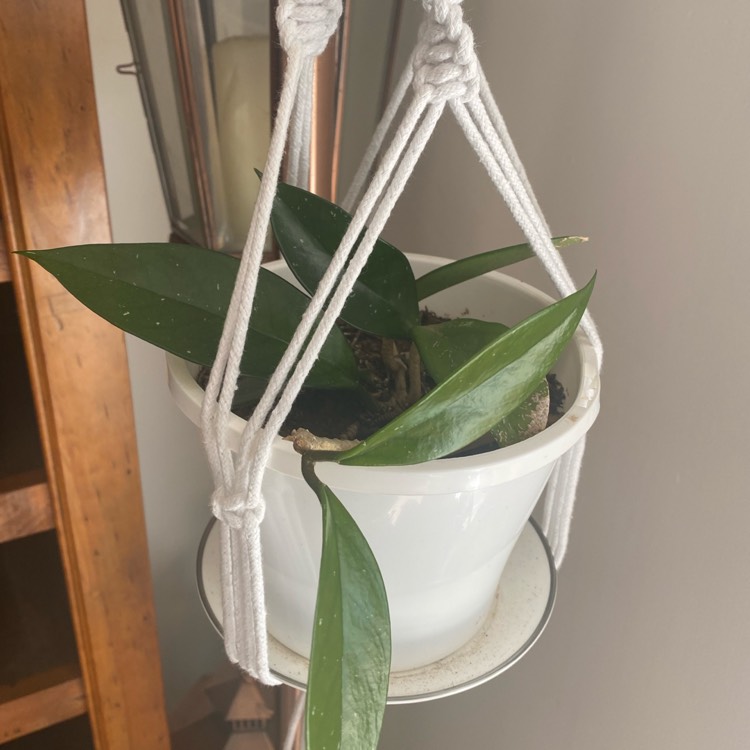 Plant image Hoya callistophylla