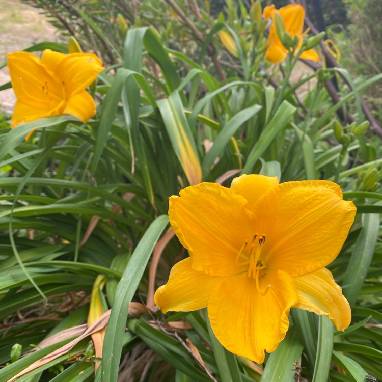 Plant image Hemerocallis 'Bonnie John Seton'
