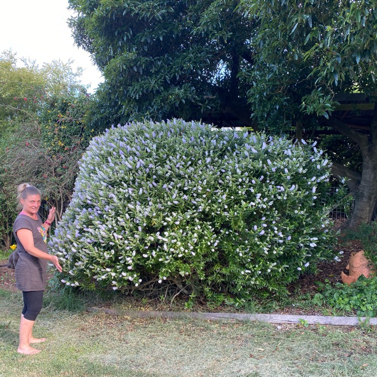 plant image 1426742