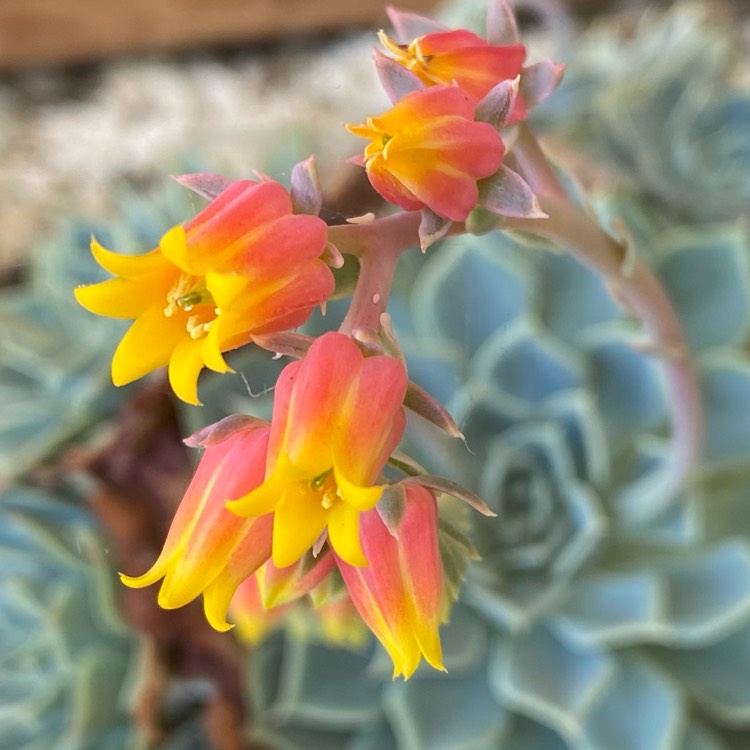 plant image 1426784