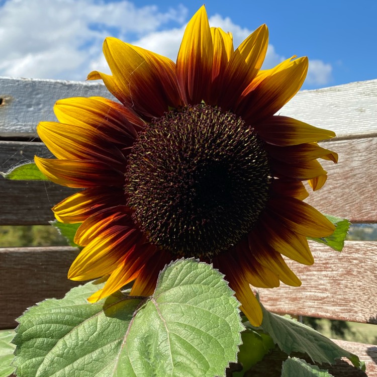 Plant image Helianthus annuus 'Crimson Queen'