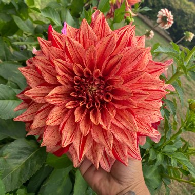 Dahlia variabilis 'Giant Hybrids Mixed'