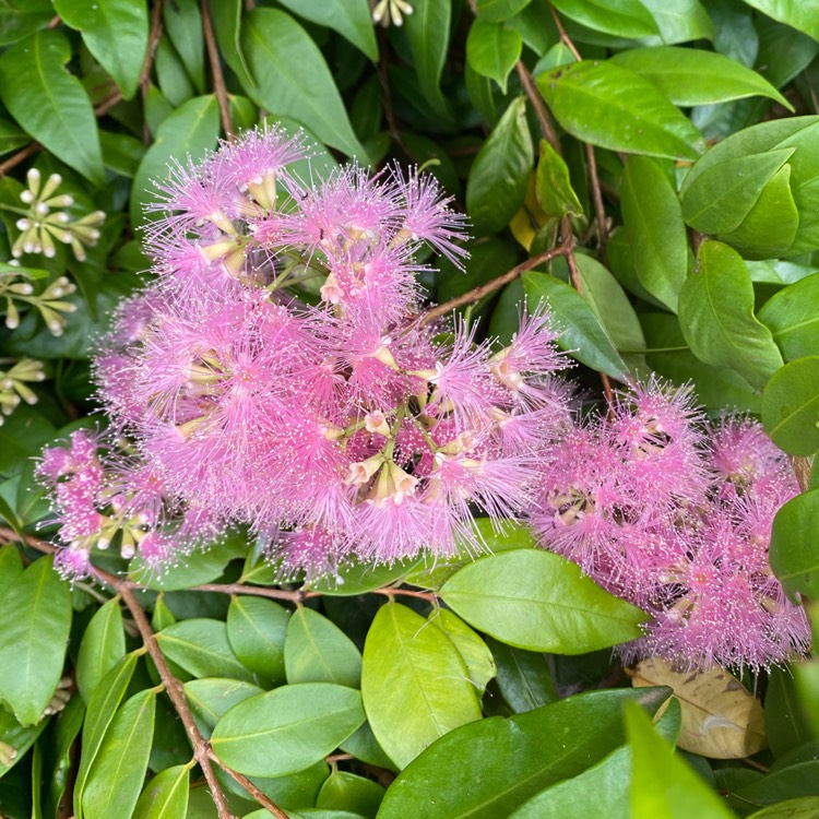 Plant image Syzygium