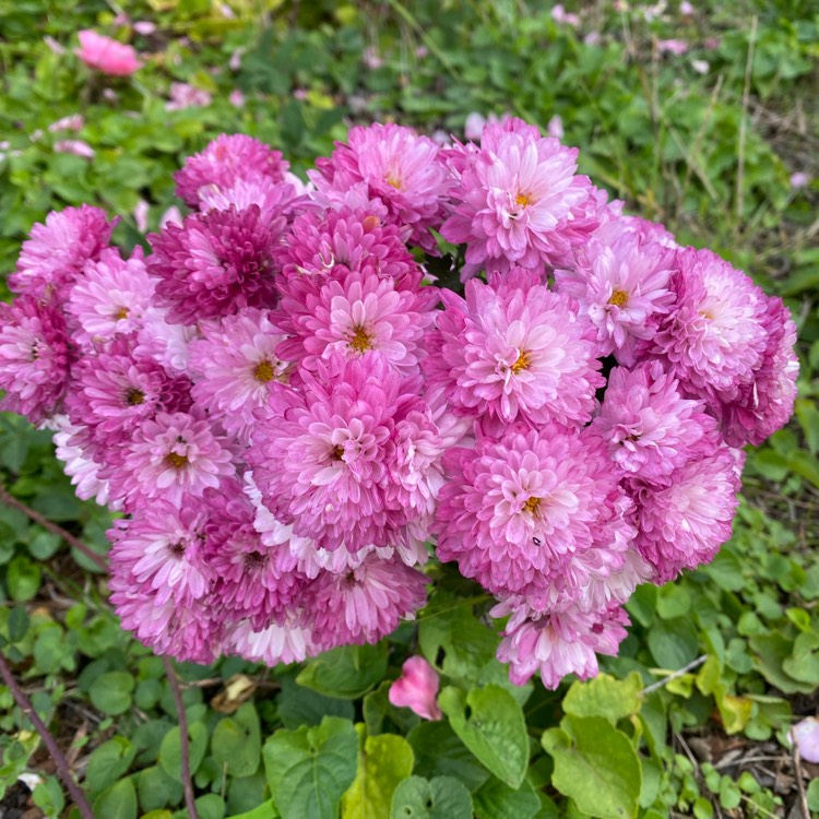 Plant image Chrysanthemum 'Branroyal Purple'