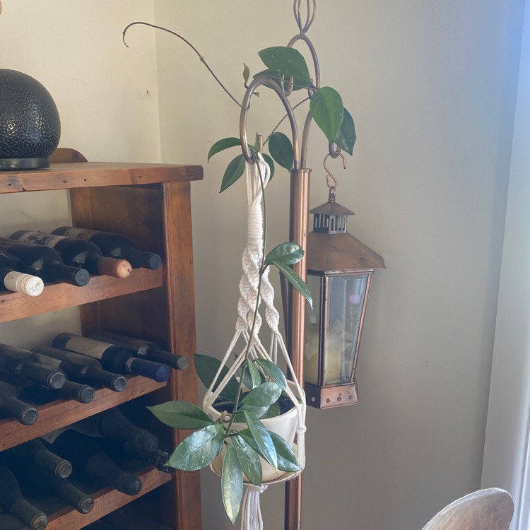 plant image 1544227