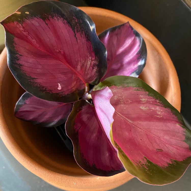 Plant image Calathea Roseopicta 'Rosy'