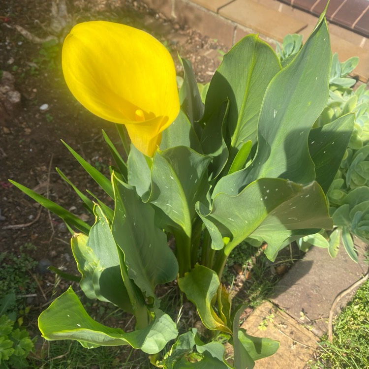 Plant image Zantedeschia 'Sunshine'