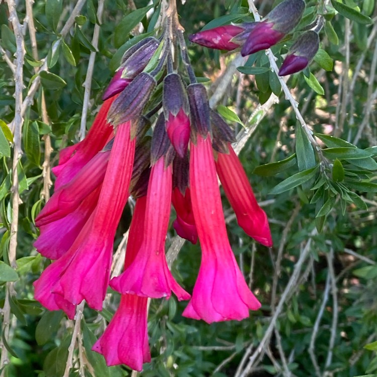 plant image 1633472