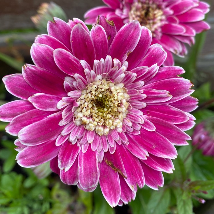 plant image 1636159