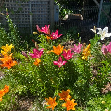 Lisa's garden