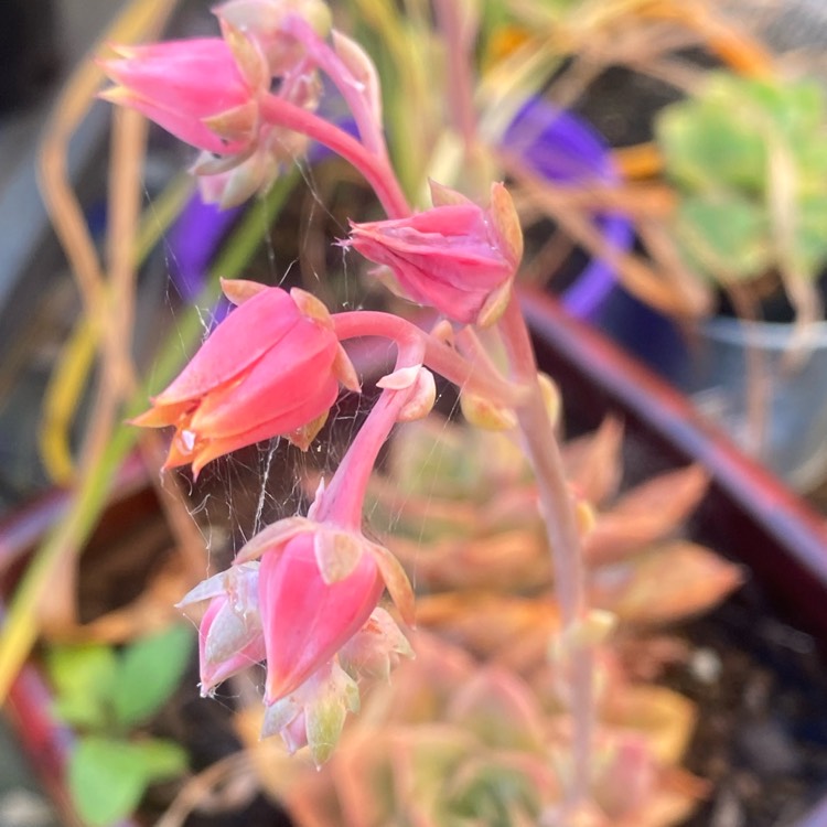 Plant image Echeveria Green Smile