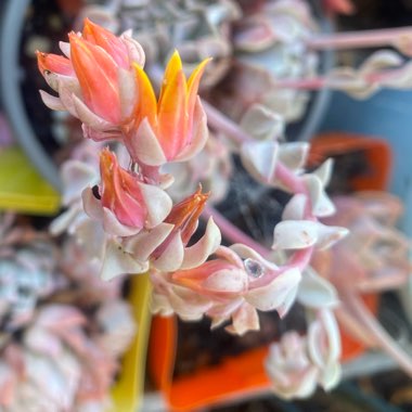 Echeveria 'Runyonii Topsy Turvy Crested Form'