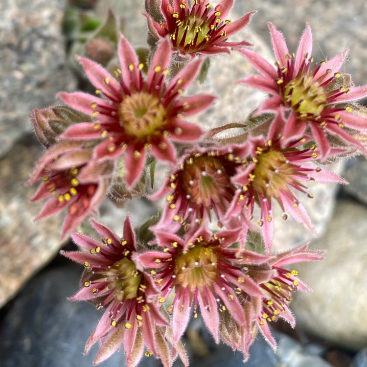 plant image 1645550