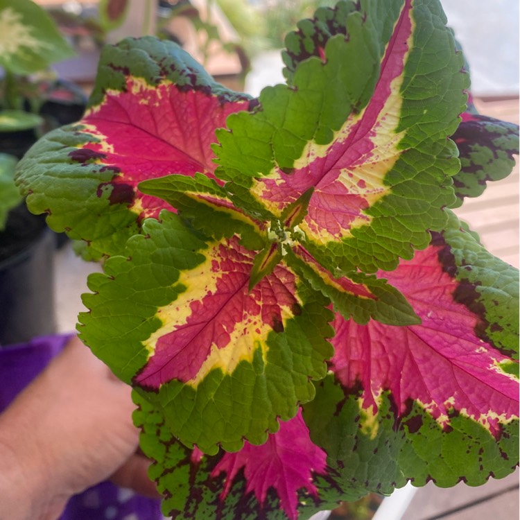 plant image 1645551