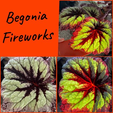 Rex Begonia 'Fireworks'