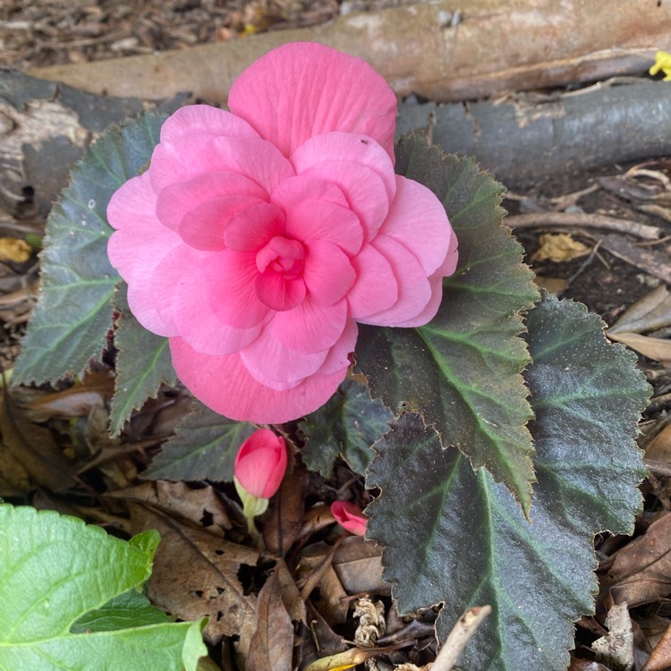 Plant image Begonia 'Nonstop Pink' (Nonstop Series)