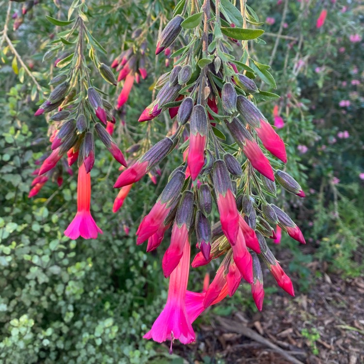 plant image 1688918