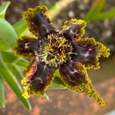 Starfish Lily