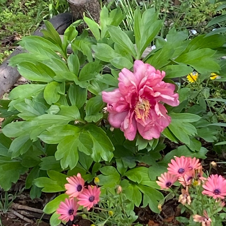 plant image 1691613