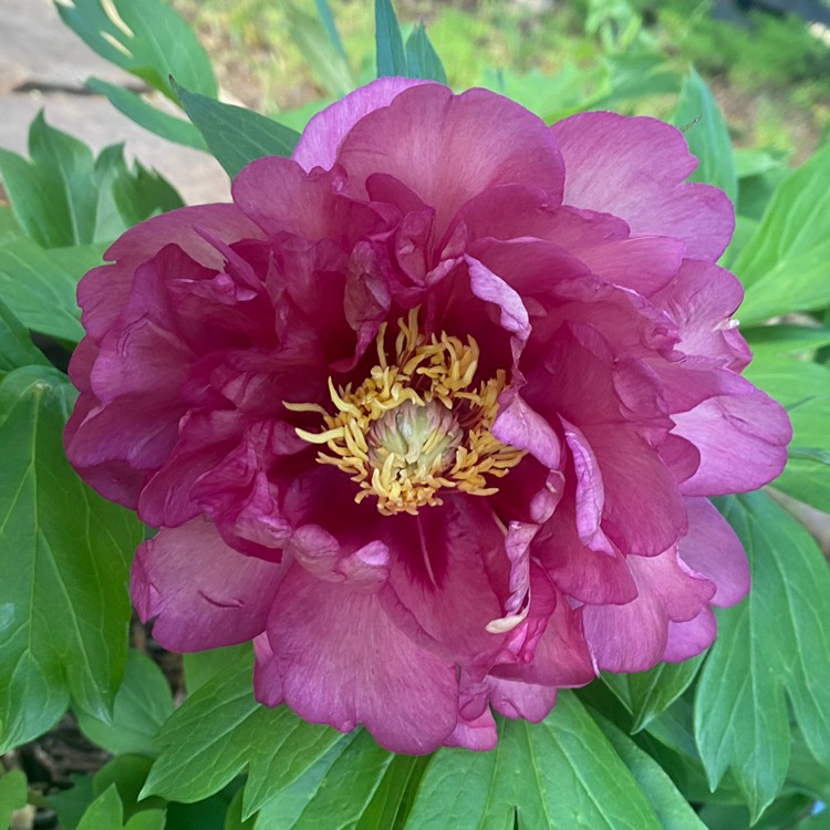Plant image Paeonia x suffruticosa