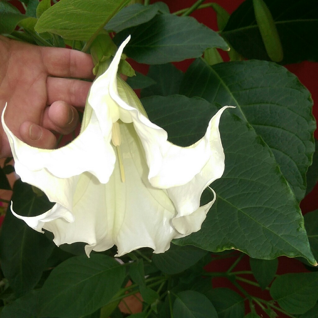 plant image 50178