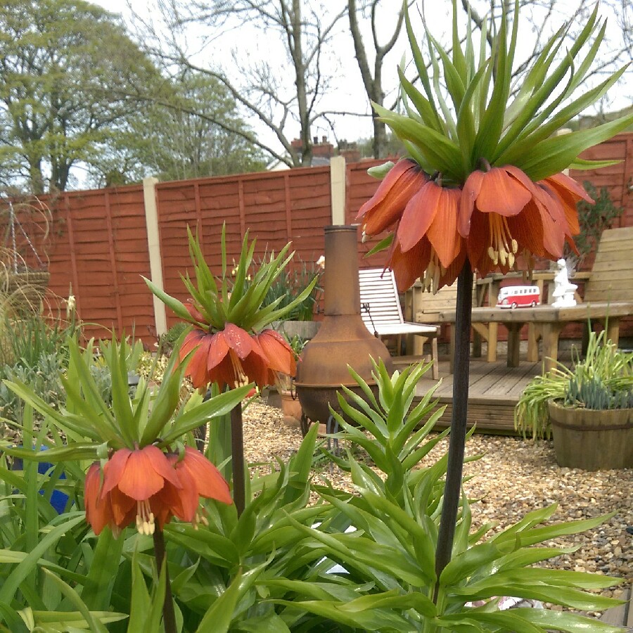 plant image 63437 plant image 63437