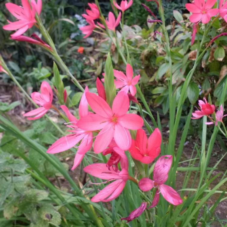 plant image 1396816