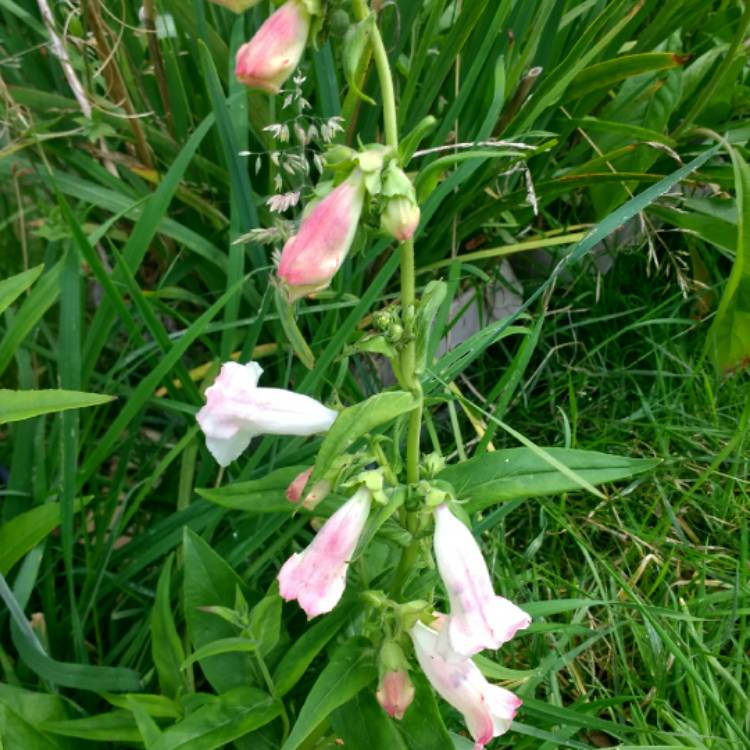 Plant image Penstemon 'Pensham Amelia Jane'