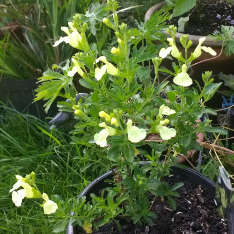 plant image 1604216