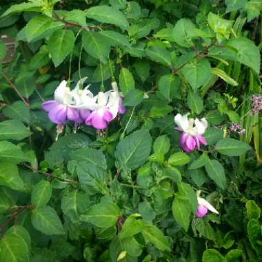 Fuchsia 'Delta's Sarah'