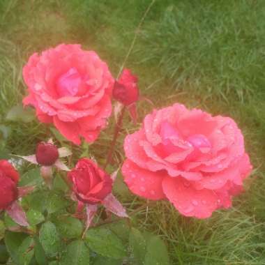 Rose 'Fragrant cloud'