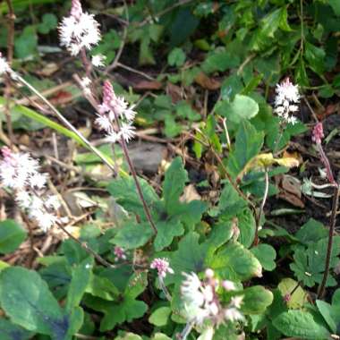 Foamflower 'Spring Symphony'