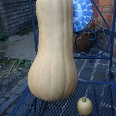 Butternut Squash