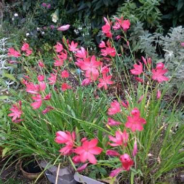Crimson Flag Lily