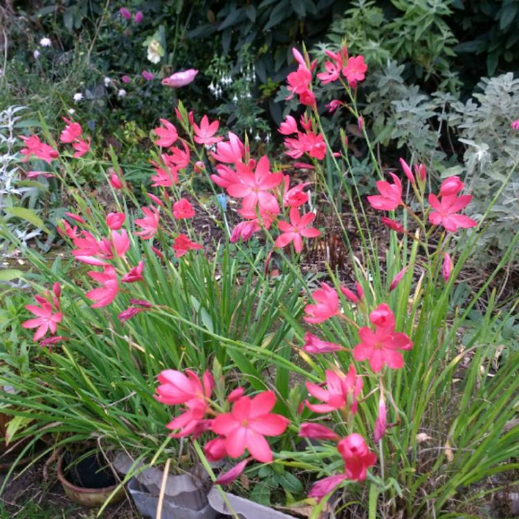 plant image 1636998