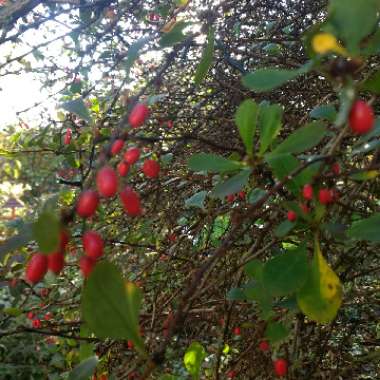 Barberry