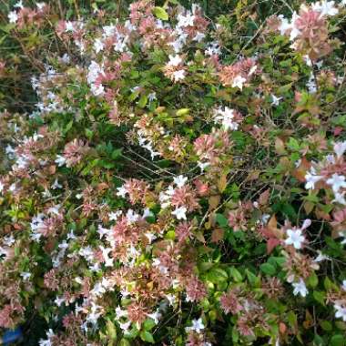 Glossy Abelia 'Francis Mason'