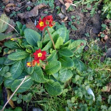 Primula