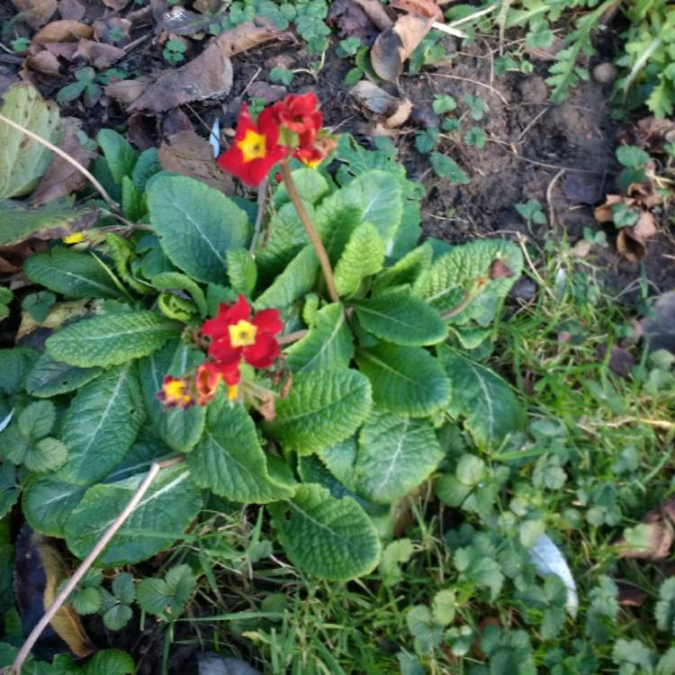 plant image 1643380